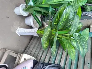 Plant 2m and Vase
