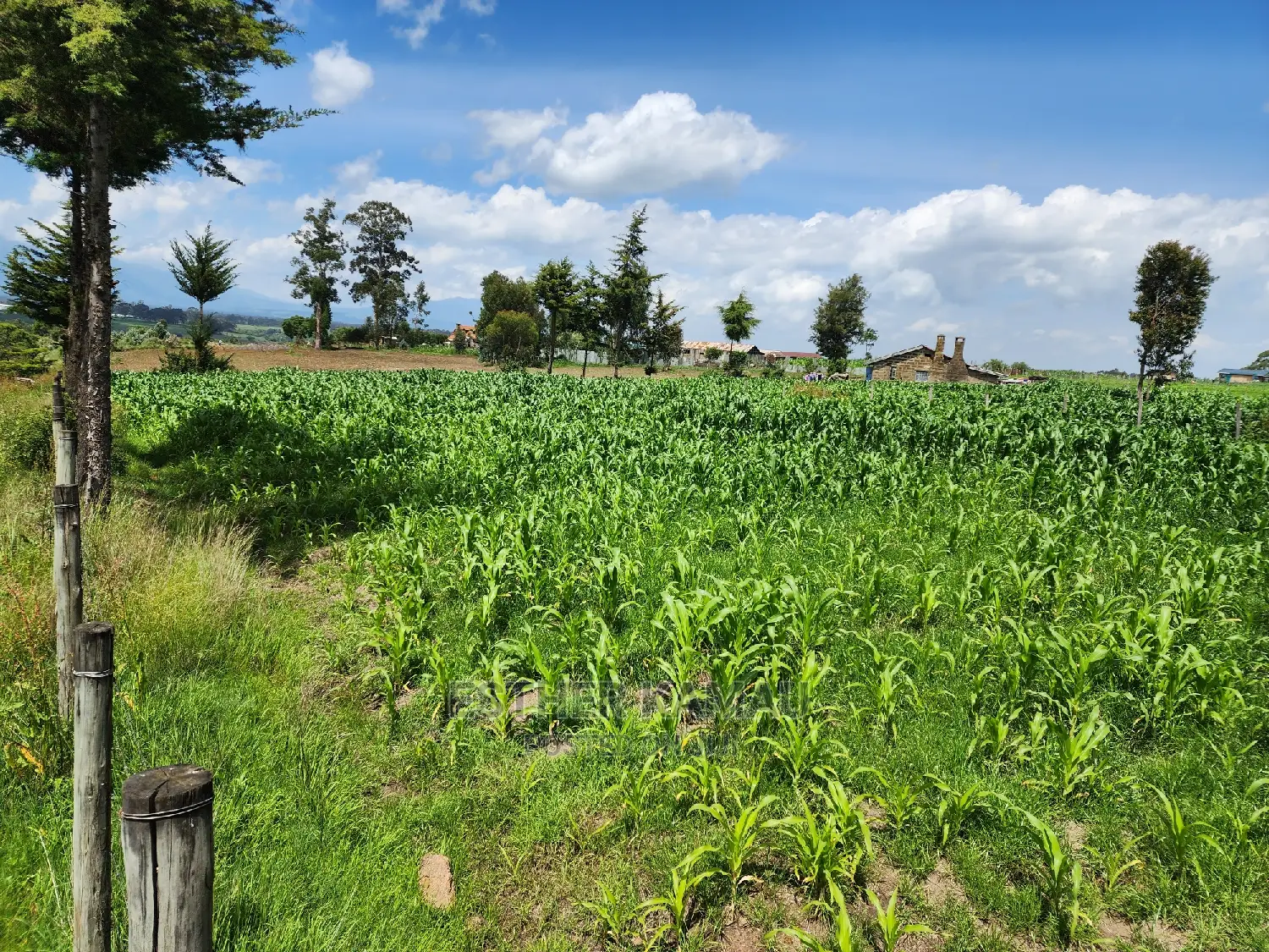 Prime Land for Sale - 0.6 Acres at Kiganjo on Tarmac