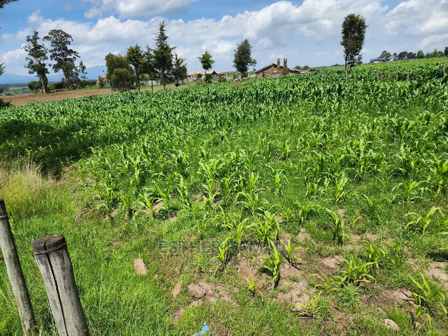 Prime Land for Sale - 0.6 Acres at Kiganjo on Tarmac