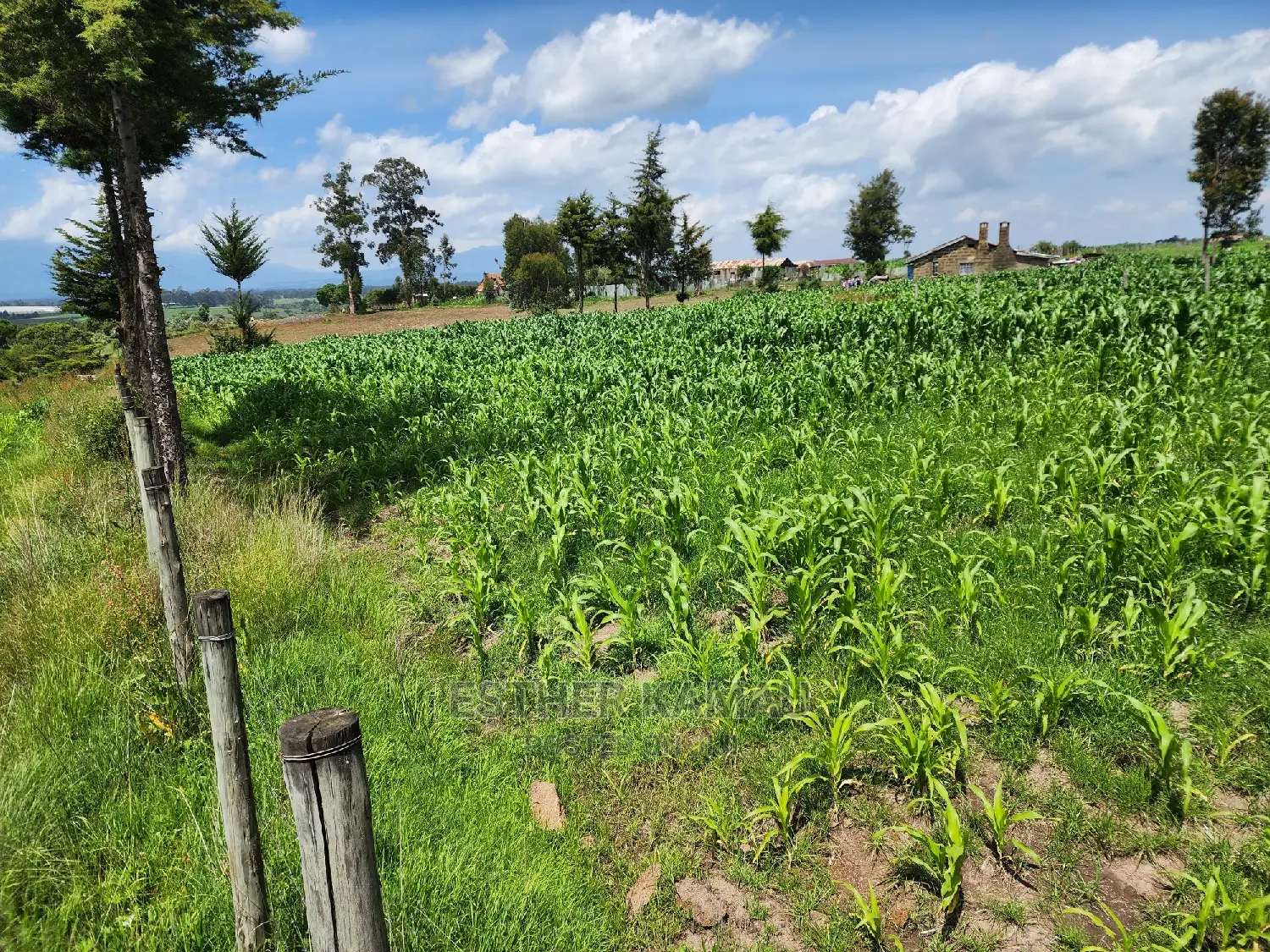 Prime Land for Sale - 0.6 Acres at Kiganjo on Tarmac