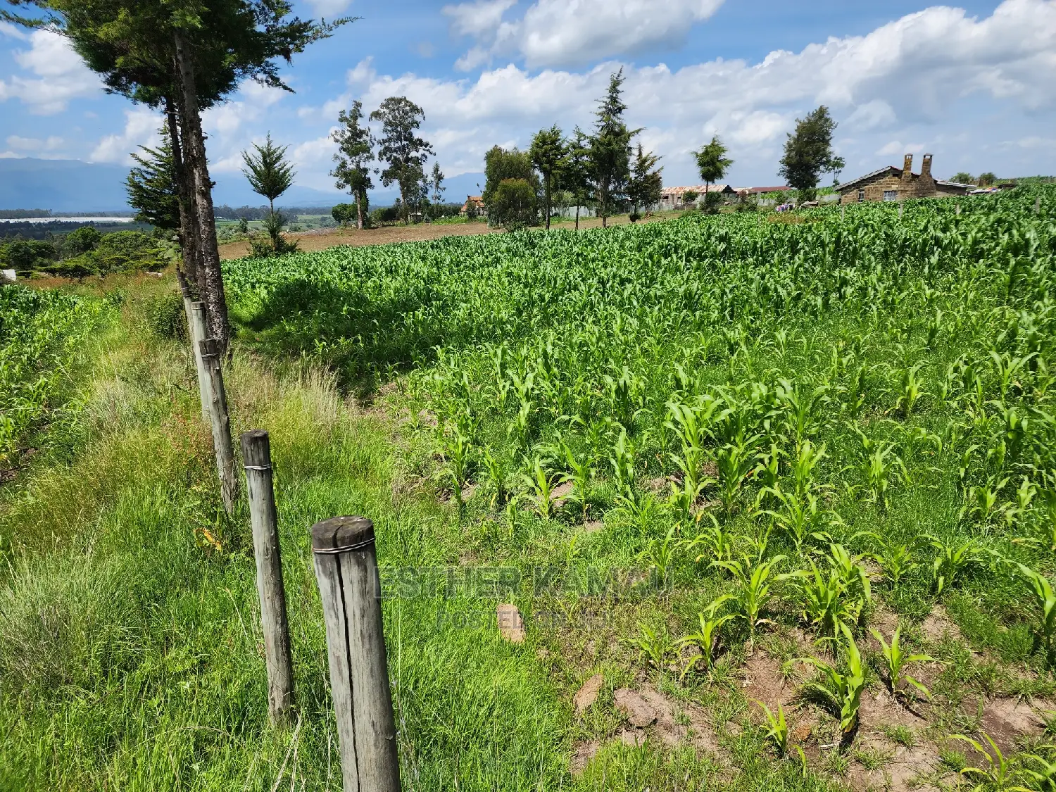 Prime Land for Sale - 0.6 Acres at Kiganjo on Tarmac