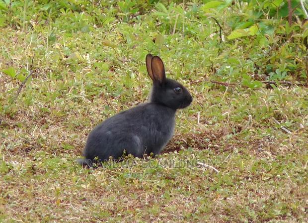 Hybrid Rabbits Available.Call - thumbnail 11