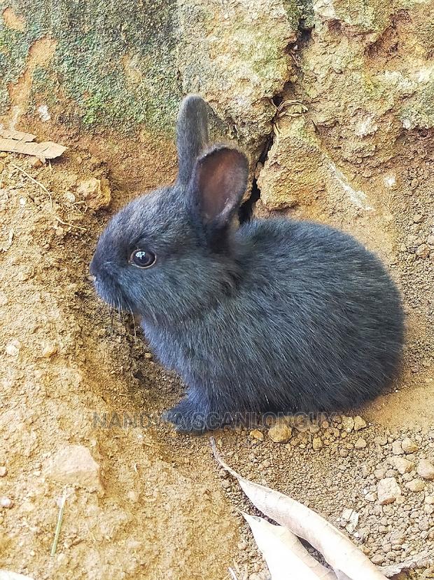 Hybrid Rabbits Available.Call - thumbnail 4