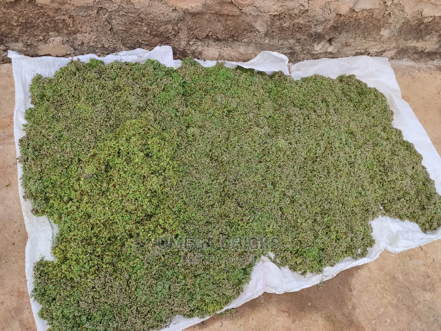 Azolla Seedlings