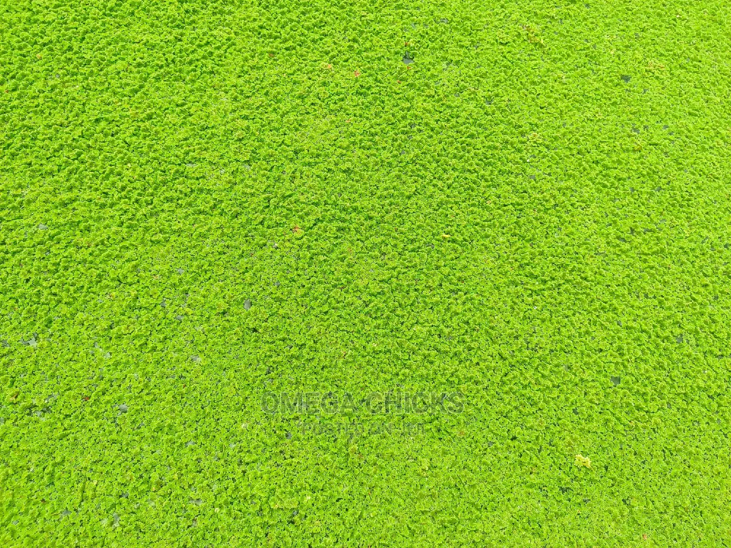 Azolla Seedlings