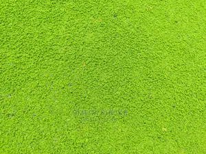 Azolla Seedlings