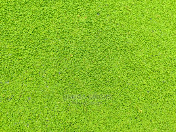 Azolla Seedlings - thumbnail 2