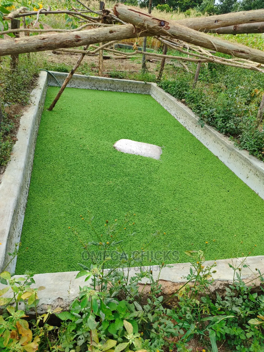 Azolla Seedlings