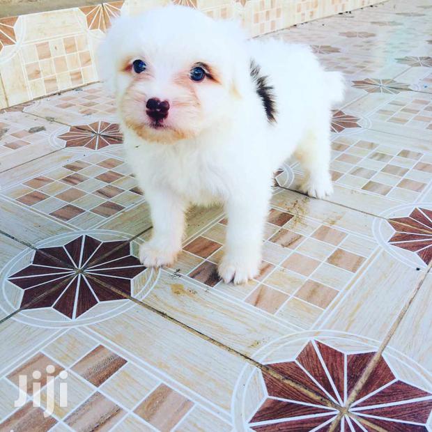 Young Male Purebred Maltese