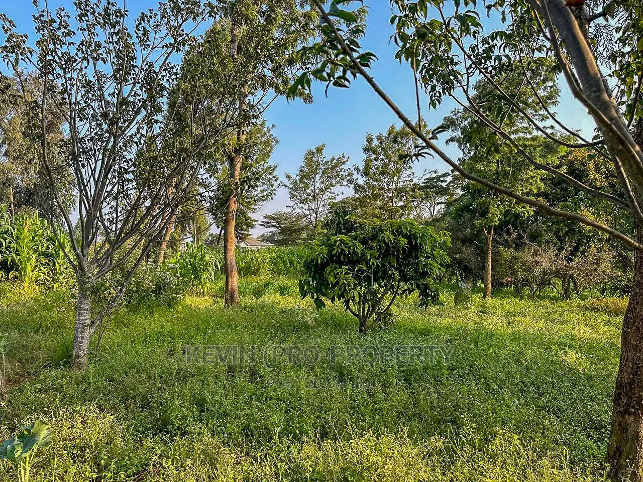 Half Acre Land on Tarmac in Limuru. in Ndeiya Land & Plots for Sale