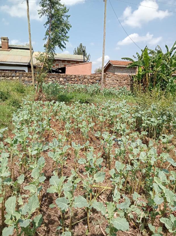 1/8 Plot Kimumu Betterfarm 200 Metres From Tarmac - thumbnail 2