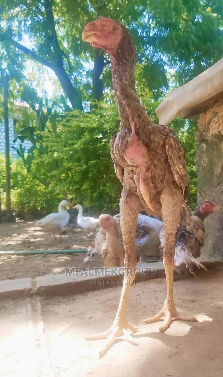 Parot Beak Kuchi