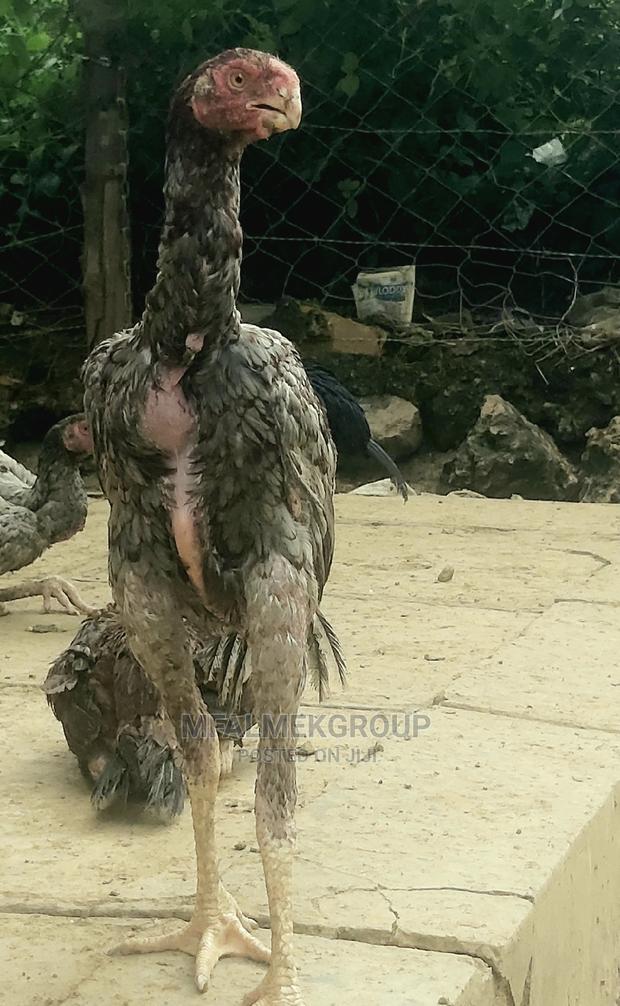 Parot Beak Kuchi - thumbnail 3