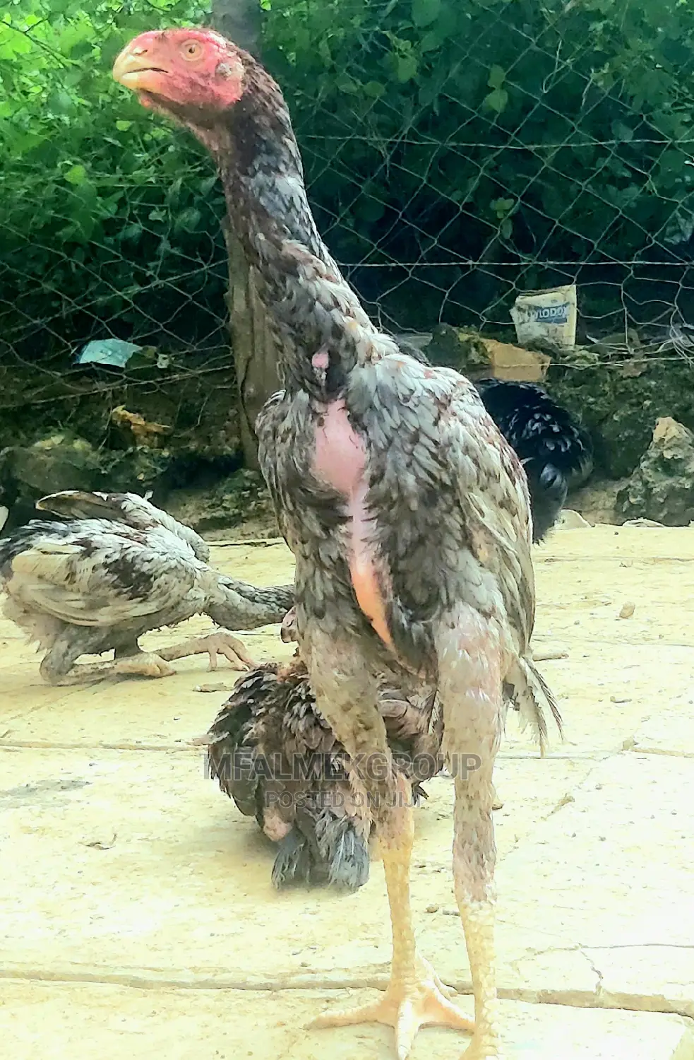 Parot Beak Kuchi