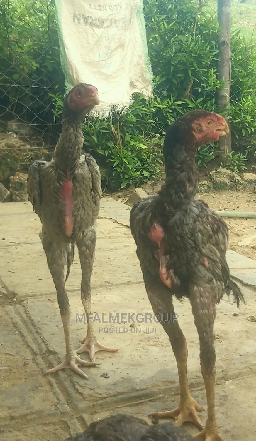 Parot Beak Kuchi