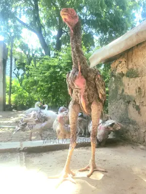 Parot Beak Kuchi