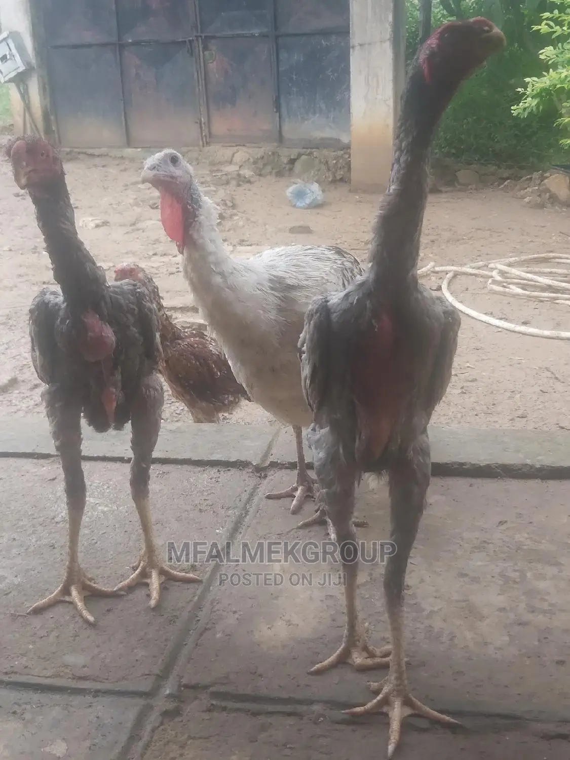 Parot Beak Kuchi