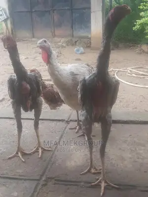 Parot Beak Kuchi