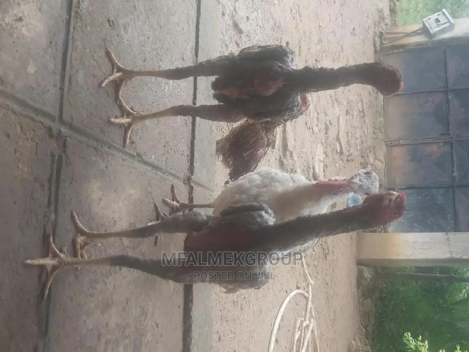 Parot Beak Kuchi