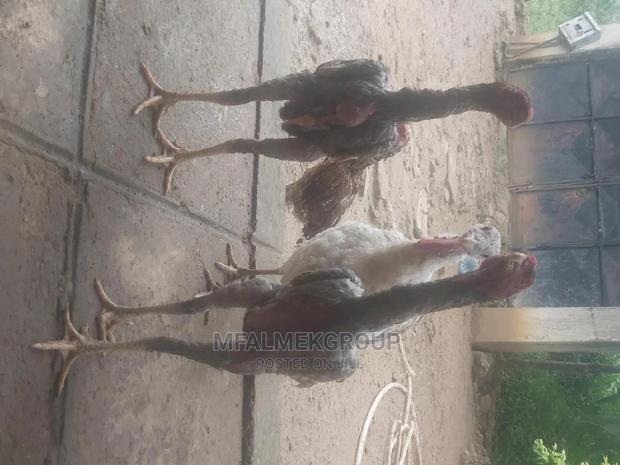 Parot Beak Kuchi - thumbnail 7