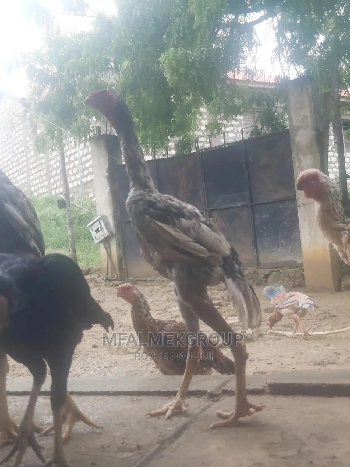 Parot Beak Kuchi