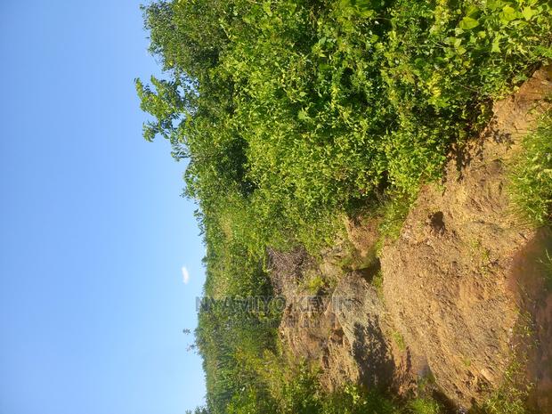 Kombewa Seme - main view