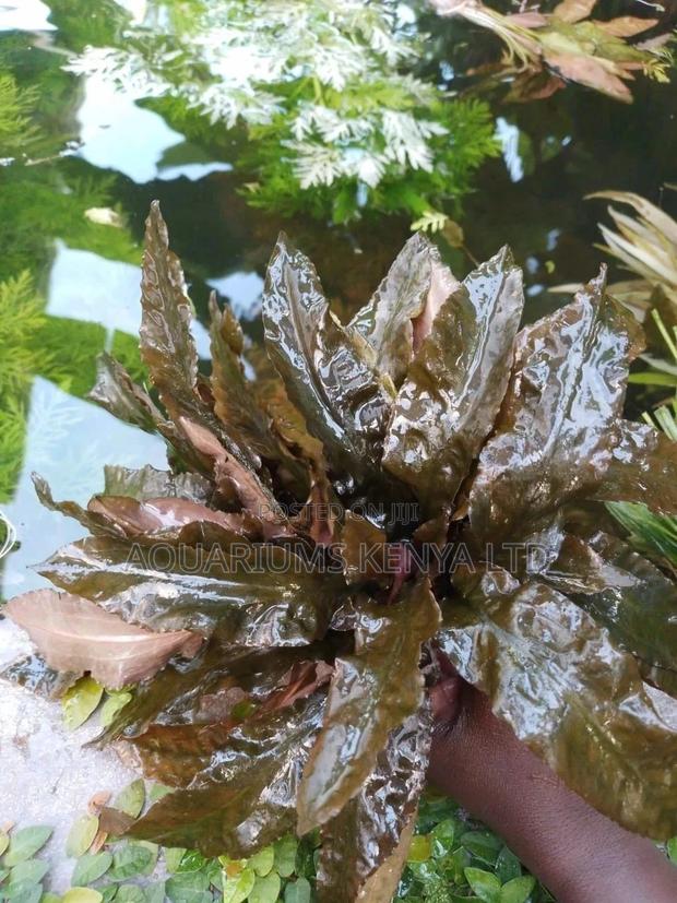 Crypto Brown Live Plants for Aquarium - main view