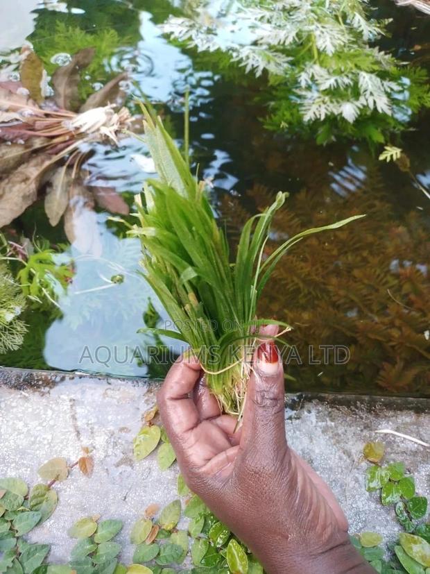Sagittarius Live Plants for Aquarium - main view