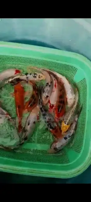 12 Inch , 1foot , Koi Fish