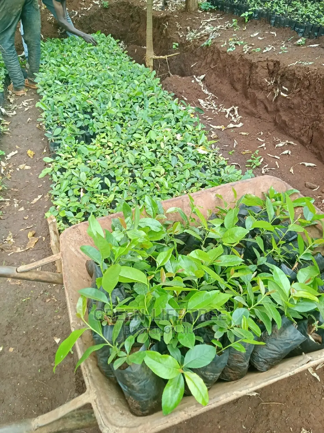 Original Muguka Seedlings
