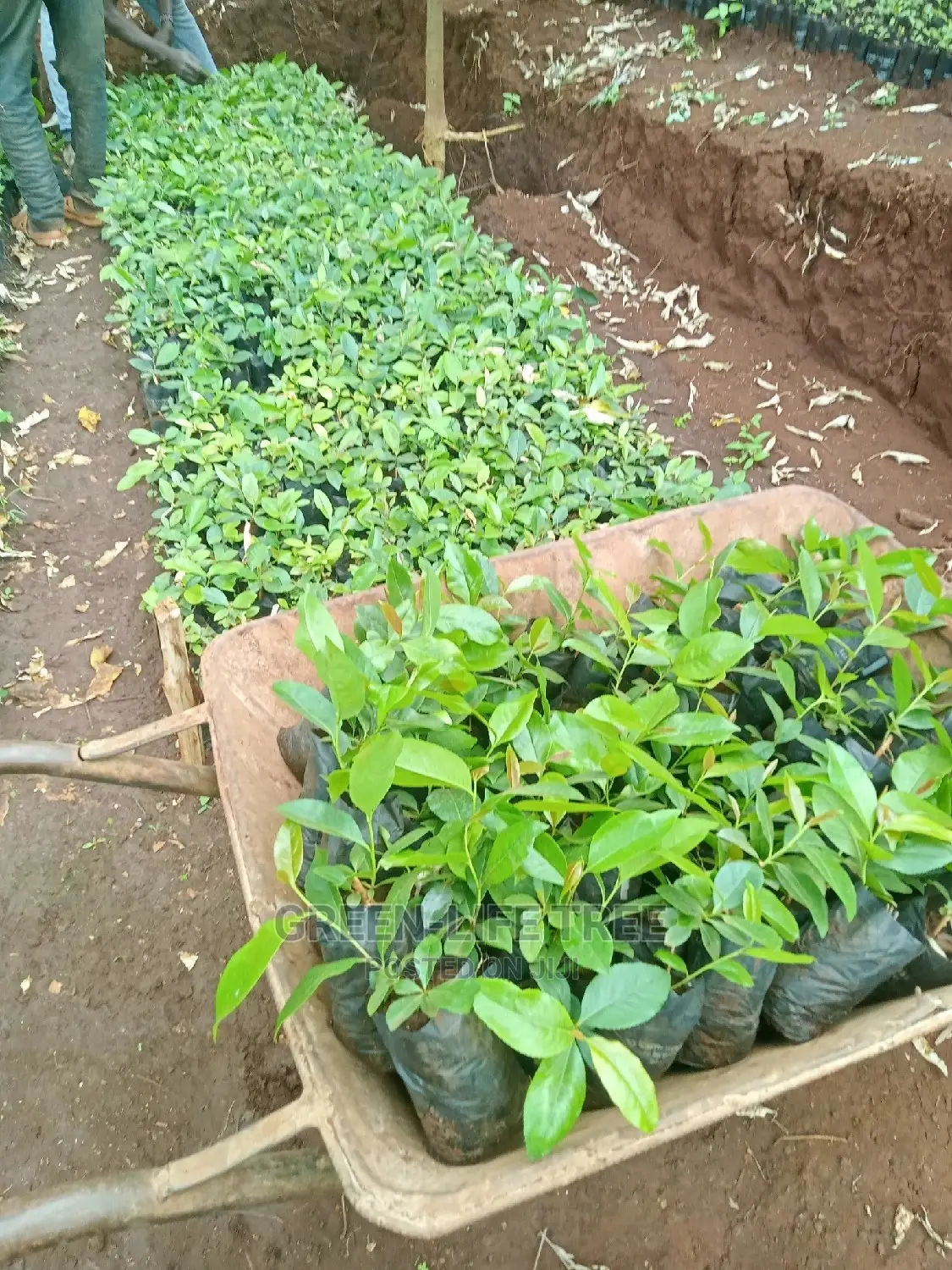 Original Muguka Seedlings