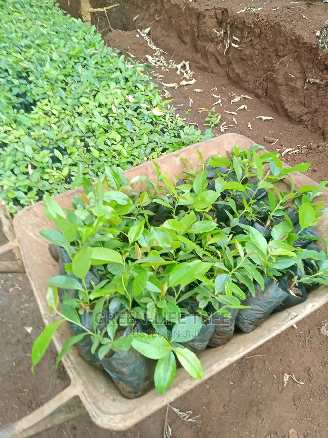 Original Muguka Seedlings