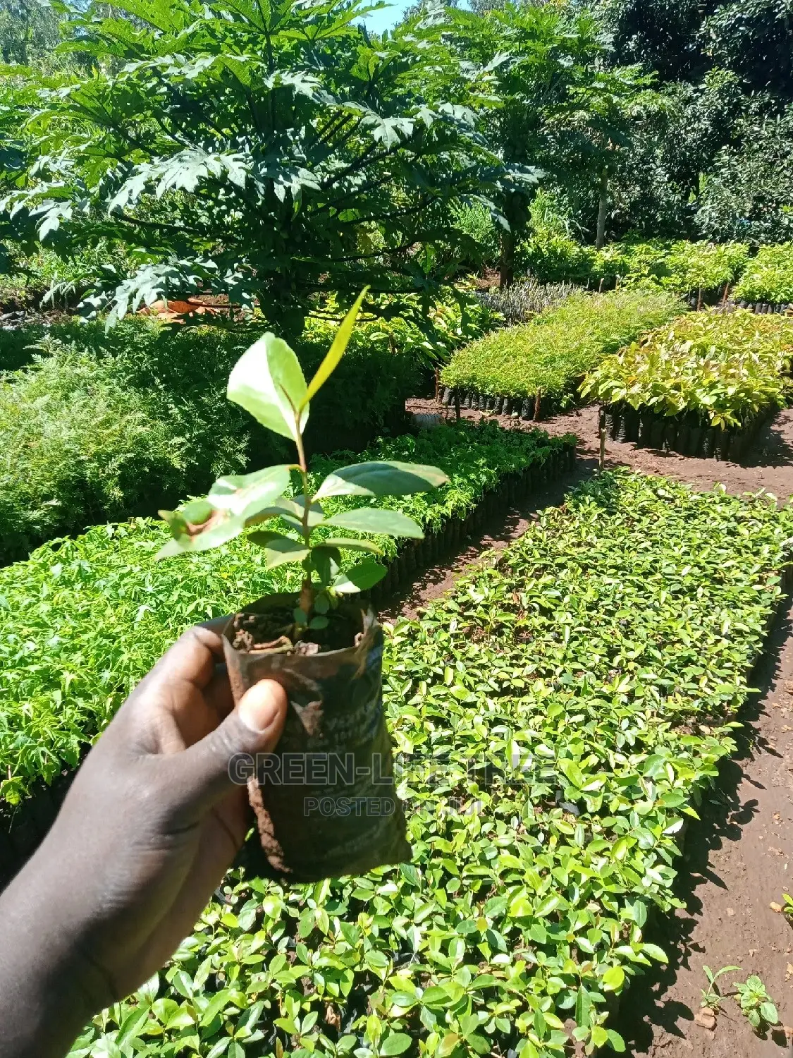 Original Muguka Seedlings