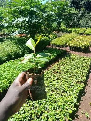 Original Muguka Seedlings
