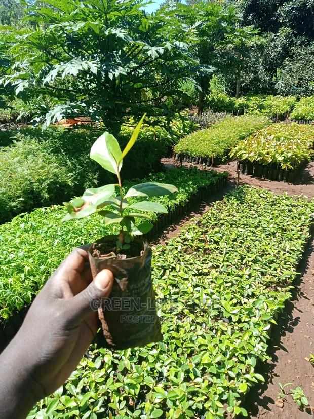 Original Muguka Seedlings - thumbnail 4