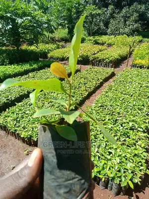 Original Muguka Seedlings