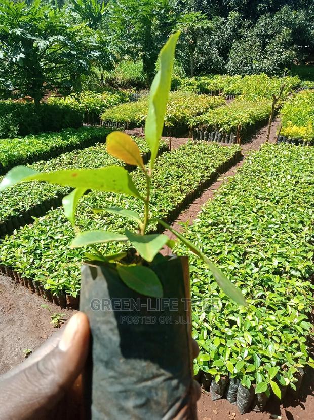 Original Muguka Seedlings - thumbnail 5