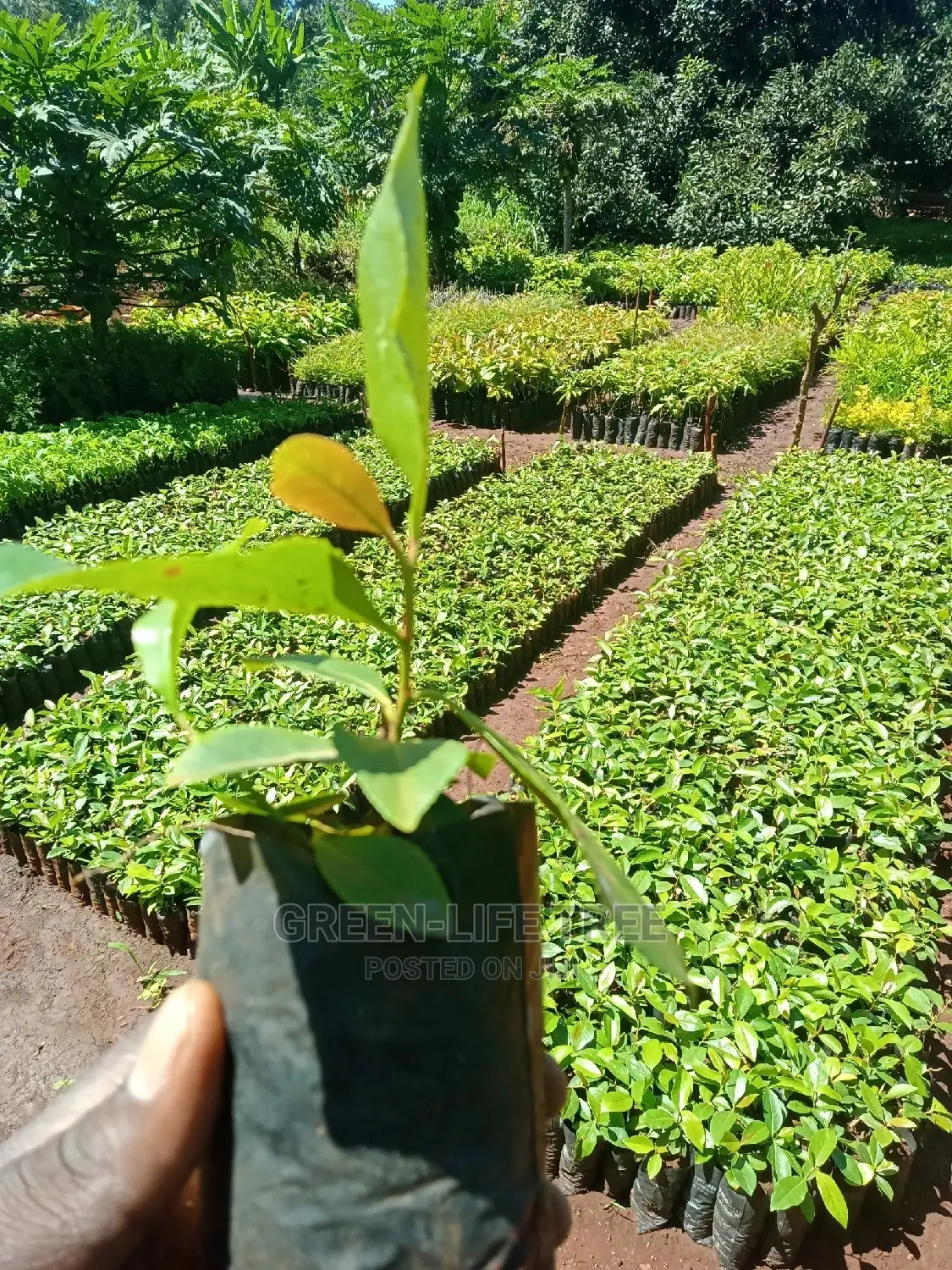 Original Muguka Seedlings