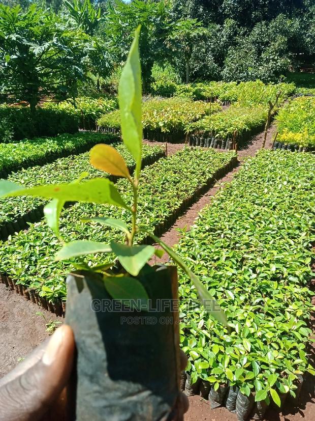Original Muguka Seedlings - thumbnail 6