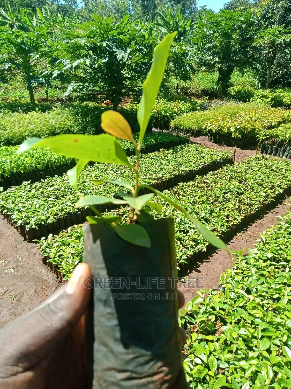 Original Muguka Seedlings