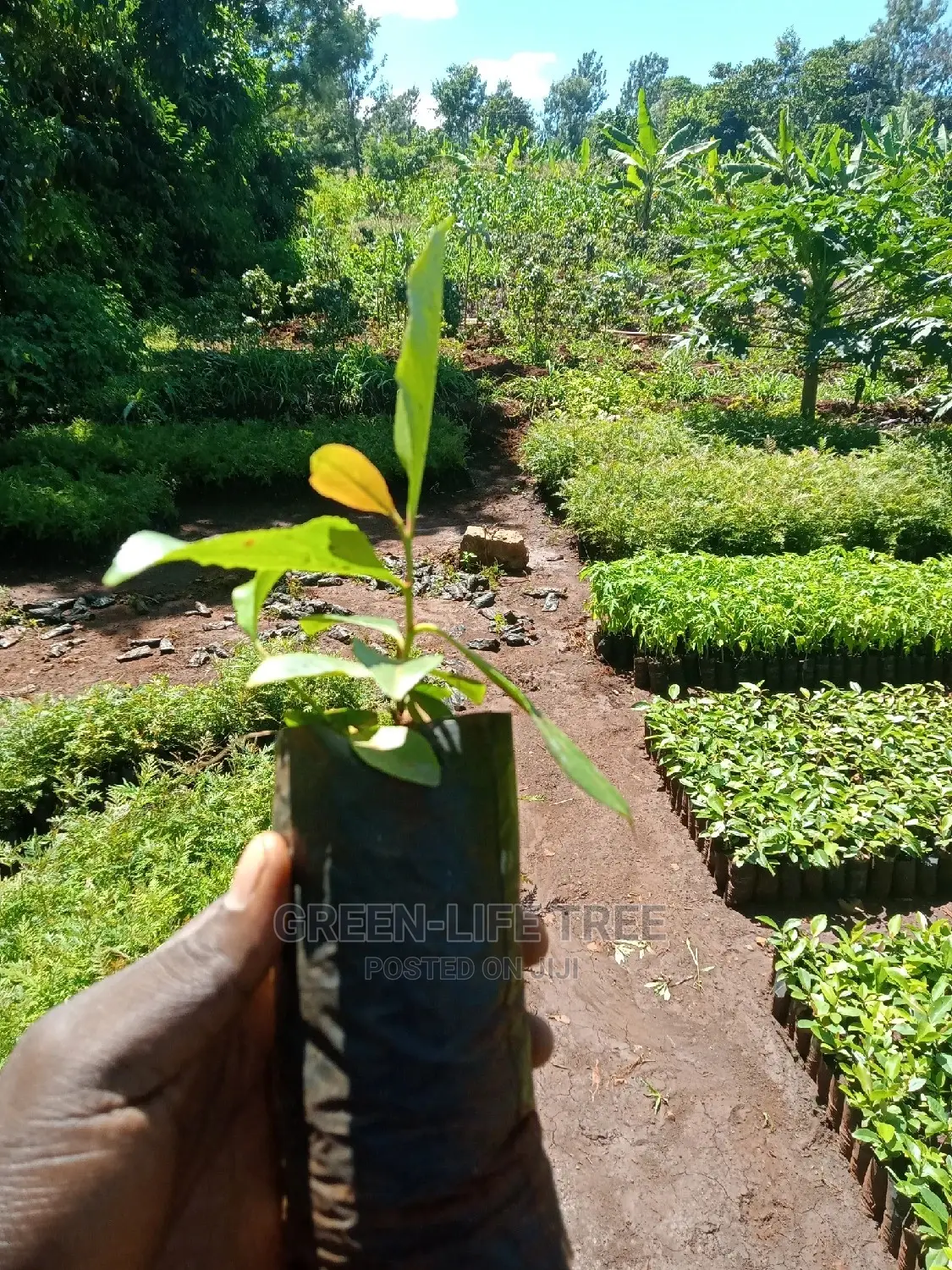 Original Muguka Seedlings