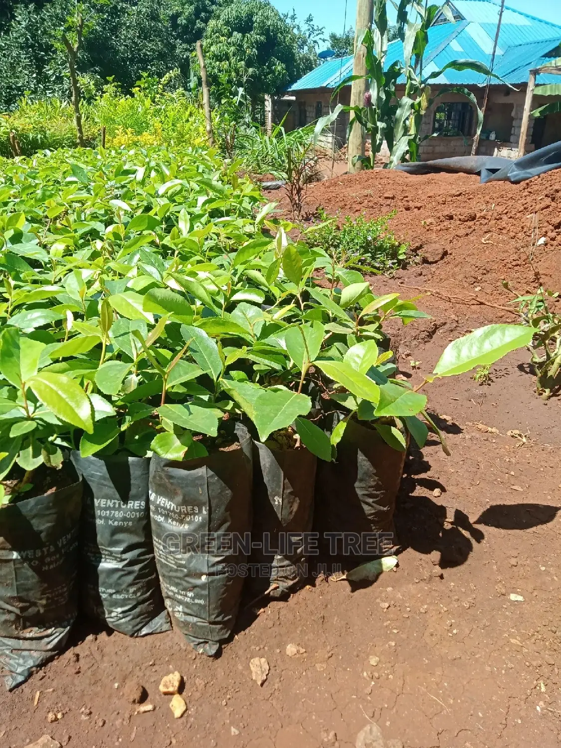 Original Muguka Seedlings