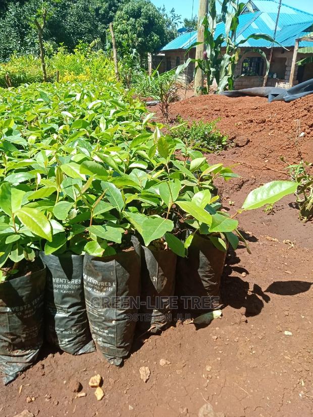 Original Muguka Seedlings - thumbnail 10