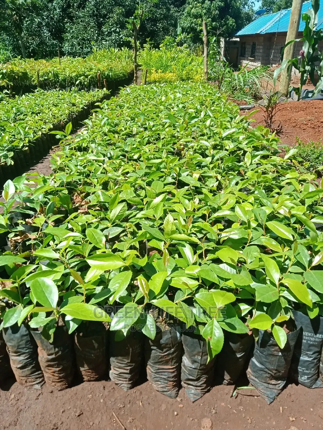 Original Muguka Seedlings