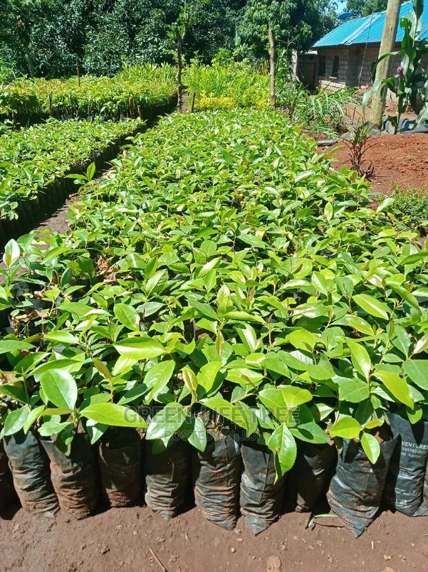 Original Muguka Seedlings - thumbnail 9