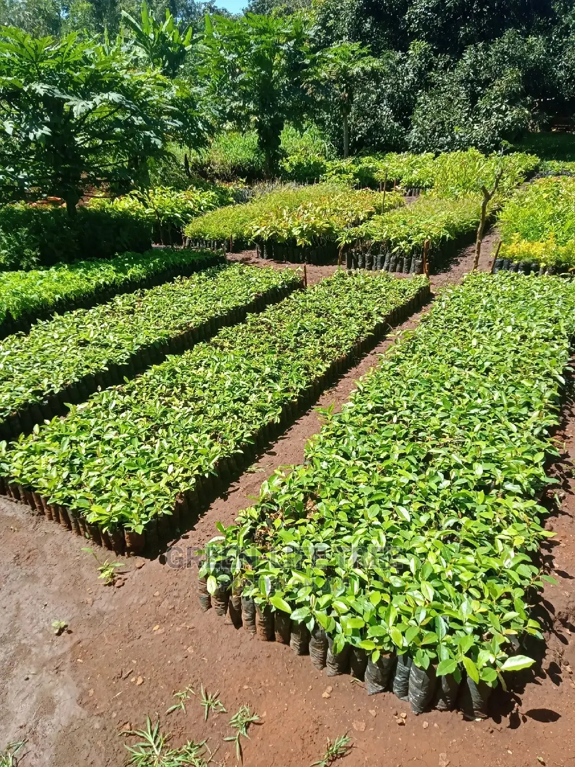 Original Muguka Seedlings