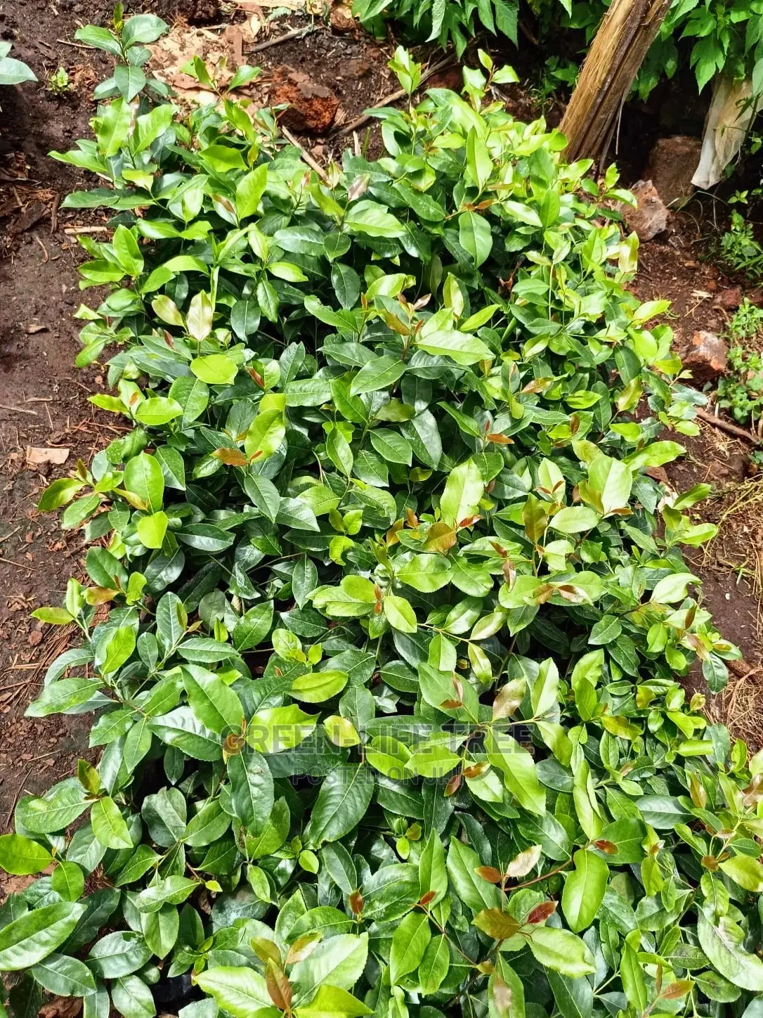 Original Muguka Seedlings