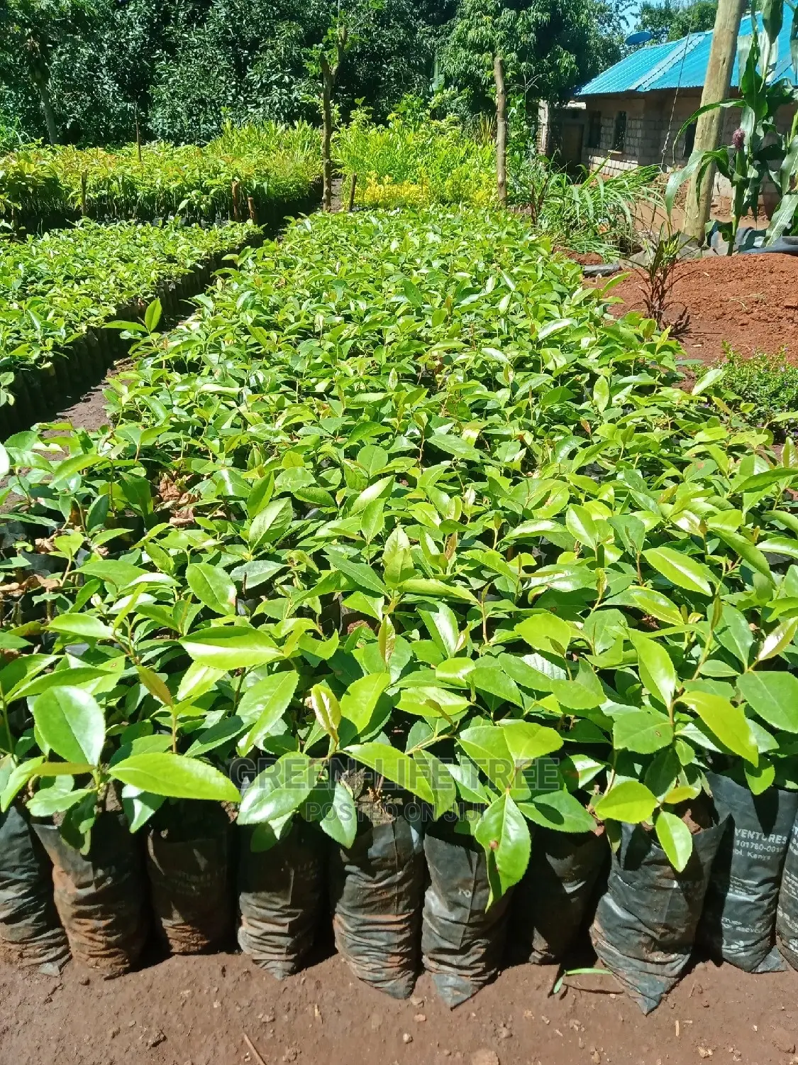 Original Muguka Seedlings