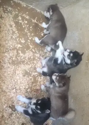 1-3 months Female Purebred Siberian Husky