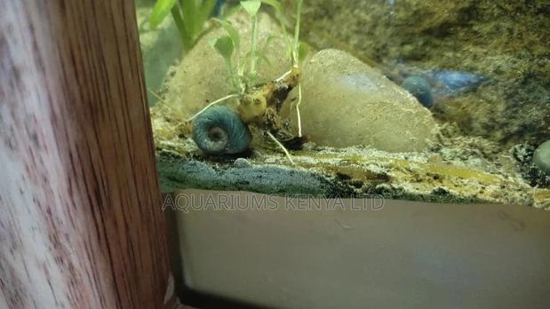 Ranshorñ Snails Blue - main view